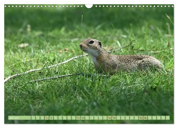 Produktbild: Ziesel im Burgenland (Wandkalender 2026 DIN A3 quer), CALVENDO Monatskalender
