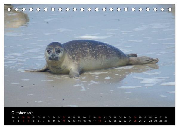 Produktbild: Verspielte Robben (Tischkalender 2026 DIN A5 quer), CALVENDO Monatskalender