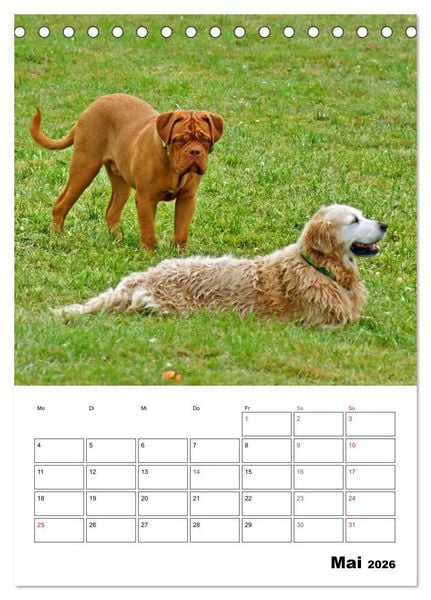 Produktbild: Hunde Freunde (Tischkalender 2026 DIN A5 hoch), CALVENDO Monatskalender