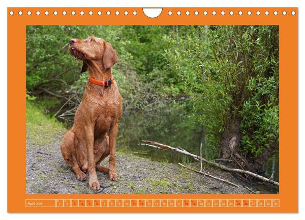 Produktbild: Faszination Magyar Vizsla (Wandkalender 2026 DIN A4 quer), CALVENDO Monatskalender