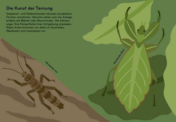 Produktbild: Insektorama