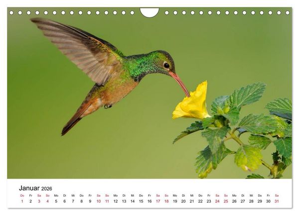 Produktbild: Kolibris - Juwelen der L&uuml;fte (Wandkalender 2026 DIN A4 quer), CALVENDO Monatskalender