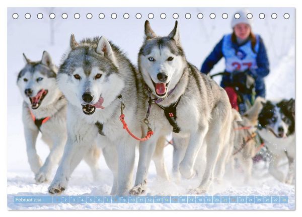 Produktbild: Schlittenhunderennen: Rasantes Schneetreiben (Tischkalender 2026 DIN A5 quer), CALVENDO Monatskalender