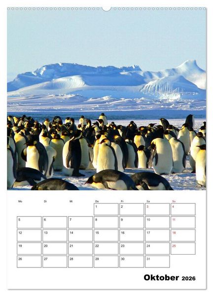 Produktbild: Pinguine. Familiengl&uuml;ck im Eis (Wandkalender 2026 DIN A2 hoch), CALVENDO Monatskalender