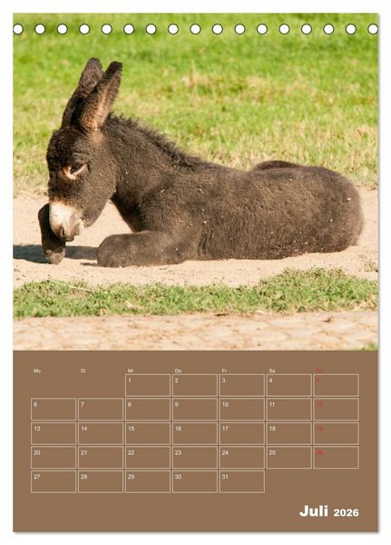Produktbild: Entz&uuml;ckende Esel - Charmant und liebenswert (Tischkalender 2026 DIN A5 hoch), CALVENDO Monatskalender