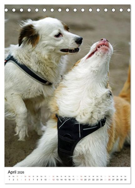 Produktbild: Hundefreunde (Tischkalender 2026 DIN A5 hoch), CALVENDO Monatskalender