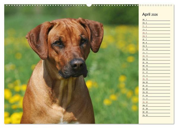 Produktbild: Rhodesian Ridgeback 2026 (hochwertiger Premium Wandkalender 2026 DIN A2 quer), Kunstdruck in Hochglanz