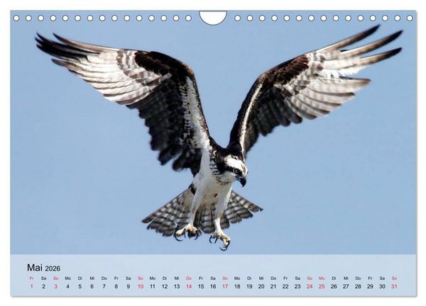 Produktbild: Falken und Greifv&ouml;gel. Edle J&auml;ger (Wandkalender 2026 DIN A4 quer), CALVENDO Monatskalender