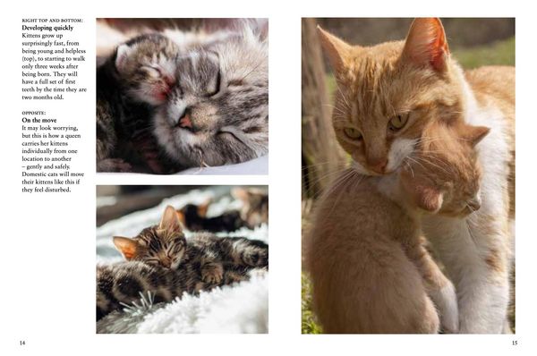 Produktbild: Kittens