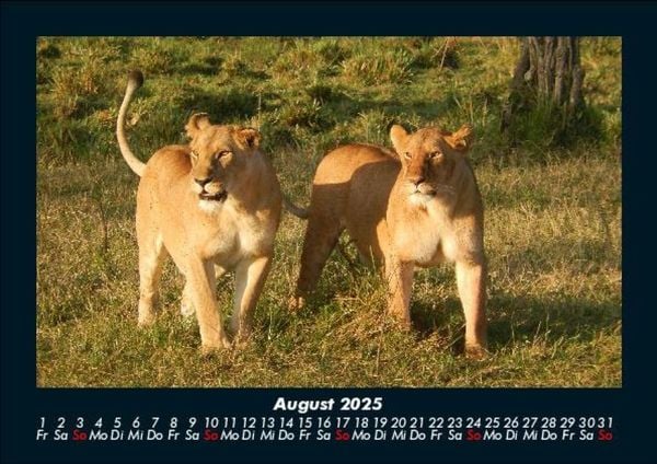 Produktbild: Tiere in der Wildnis 2025 Fotokalender DIN A5