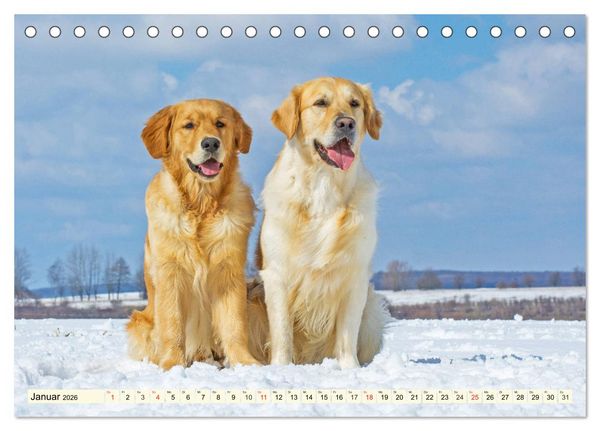 Produktbild: Golden Retriever - Freunde auf 4 Pfoten (Tischkalender 2026 DIN A5 quer), CALVENDO Monatskalender