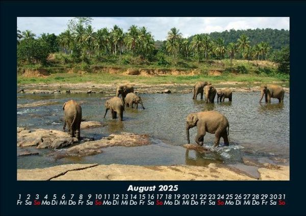 Produktbild: Der Elefantenkalender 2025 Fotokalender DIN A5