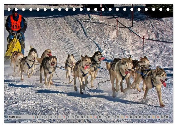 Produktbild: Huskies - Schlittenhunde (Tischkalender 2026 DIN A5 quer), CALVENDO Monatskalender