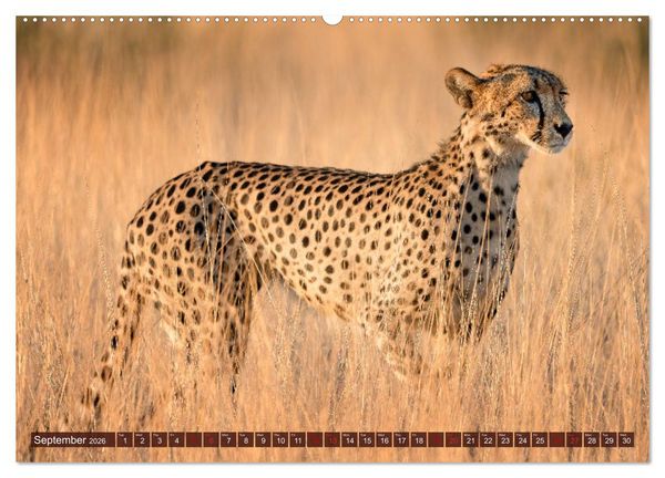 Produktbild: Amazing Cheetahs (High Quality Premium Wall Calendar 2026 DIN A2 landscape),CALVENDO 12 Month Wall Calendar