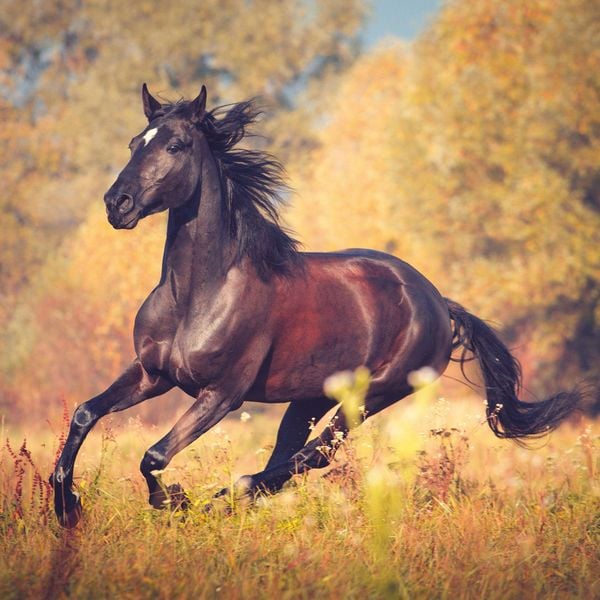 Produktbild: Pferde / Horses 2027