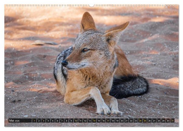 Produktbild: Zwischen Namib und Kalahari (hochwertiger Premium Wandkalender 2026 DIN A2 quer), Kunstdruck in Hochglanz