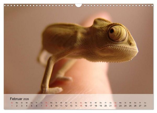 Produktbild: Kleine Reptilien (Wandkalender 2026 DIN A3 quer), CALVENDO Monatskalender
