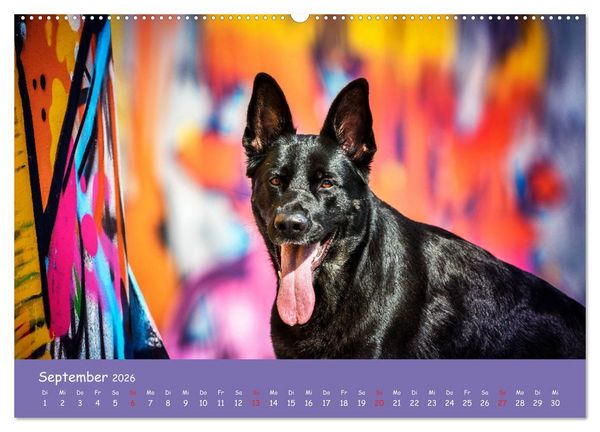 Produktbild: Hunde und Graffiti (Wandkalender 2026 DIN A2 quer), CALVENDO Monatskalender