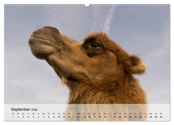 Produktbild: Kamele in der W&uuml;stensonne (Wandkalender 2026 DIN A2 quer), CALVENDO Monatskalender