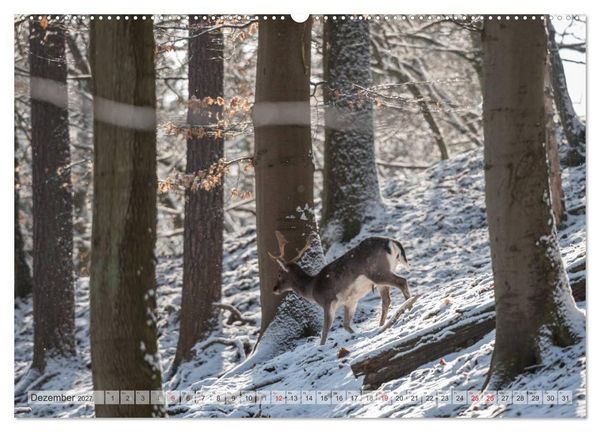 Produktbild: Emotionale Momente: Das Damwild. (hochwertiger Premium Wandkalender 2027 DIN A2 quer), Kunstdruck in Hochglanz
