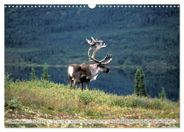 Produktbild: Wildes Alaska Christian Heeb (Wandkalender 2026 DIN A3 quer), CALVENDO Monatskalender