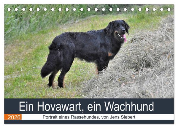 Produktbild: Ein Hovawart, ein Wachhund (Tischkalender 2026 DIN A5 quer), CALVENDO Monatskalender