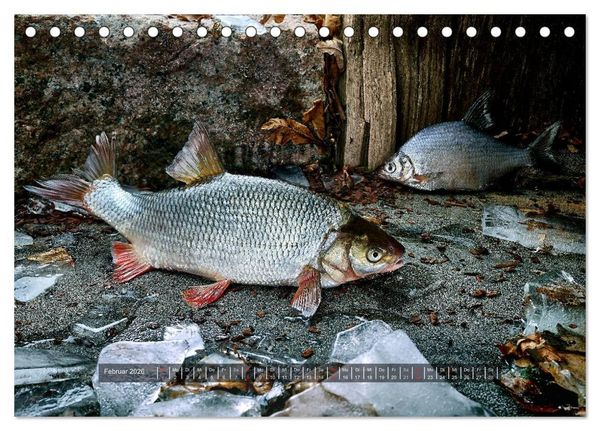 Produktbild: UNSER FISCH. S&Uuml;&szlig;WASSER. (Tischkalender 2026 DIN A5 quer), CALVENDO Monatskalender