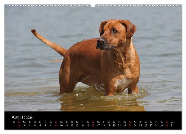 Produktbild: Rhodesian Ridgeback 2026 (hochwertiger Premium Wandkalender 2026 DIN A2 quer), Kunstdruck in Hochglanz