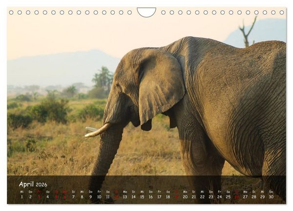 Produktbild: Wildes Ostafrika - Tansania und Kenia hautnah (Wandkalender 2026 DIN A4 quer), CALVENDO Monatskalender