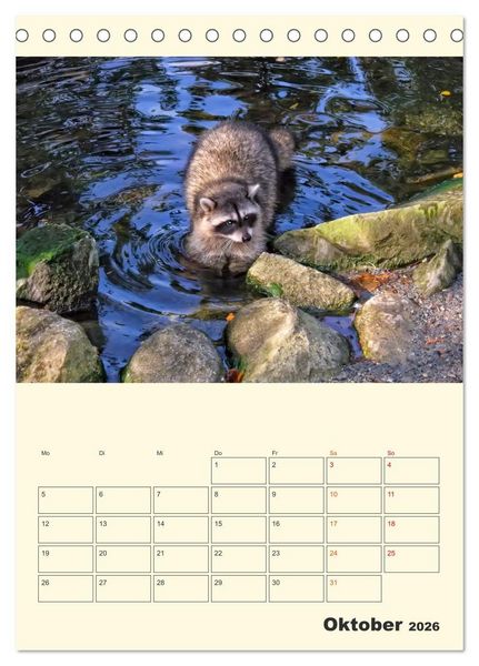Produktbild: Drolliger Waschb&auml;r (Tischkalender 2026 DIN A5 hoch), CALVENDO Monatskalender