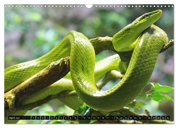 Produktbild: Abneigung und Ekel. Die unbeliebtesten Tiere (Wandkalender 2027 DIN A3 quer), CALVENDO Monatskalender