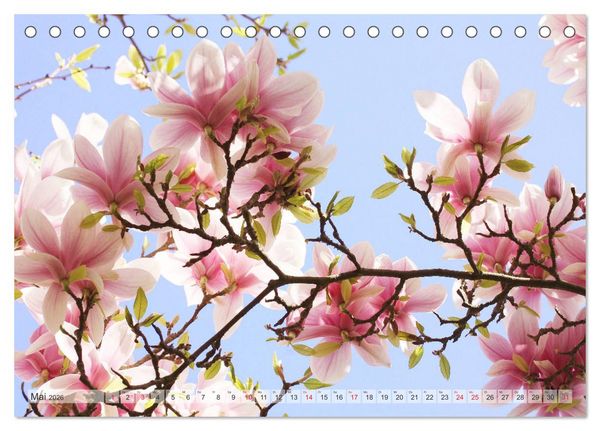 Produktbild: Magnolien Ein Bl&uuml;tenrausch (Tischkalender 2026 DIN A5 quer), CALVENDO Monatskalender