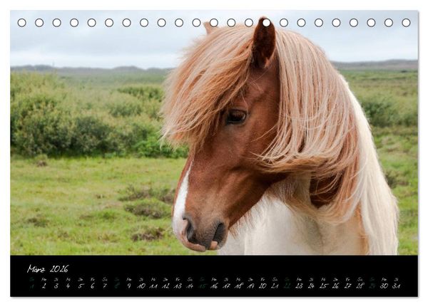 Produktbild: Charakterk&ouml;pfe Islandpferde (Tischkalender 2026 DIN A5 quer), CALVENDO Monatskalender