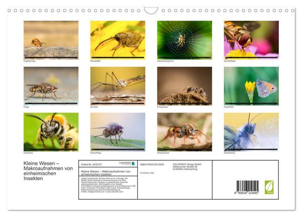 Produktbild: Kleine Wesen &ndash; Makroaufnahmen von einheimischen Insekten (Wandkalender 2026 DIN A3 quer), CALVENDO Monatskalender