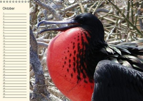 Produktbild: Gal&aacute;pagos Geburtstagskalender (Wandkalender immerw&auml;hrend DIN A3 quer)