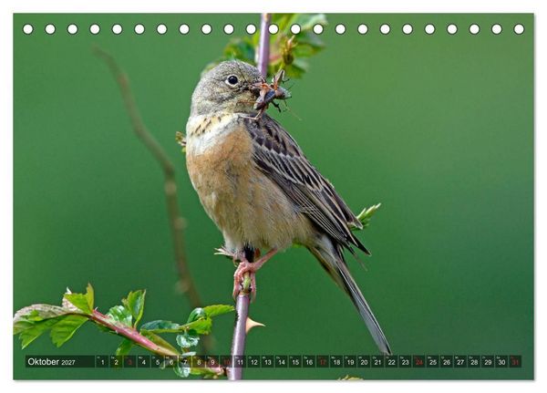Produktbild: Heimische Singv&ouml;gel in Feld und Flur (Tischkalender 2027 DIN A5 quer), CALVENDO Monatskalender
