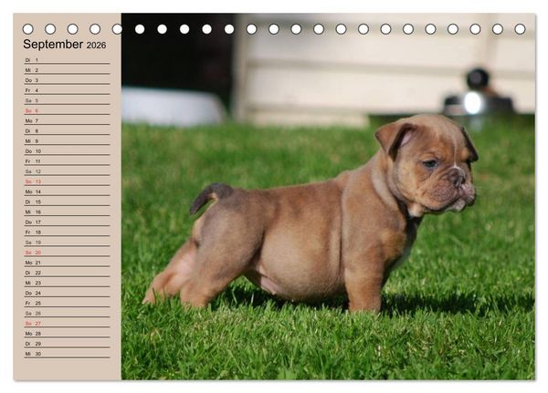 Produktbild: Bulldoggen-Kinder (Tischkalender 2026 DIN A5 quer), CALVENDO Monatskalender