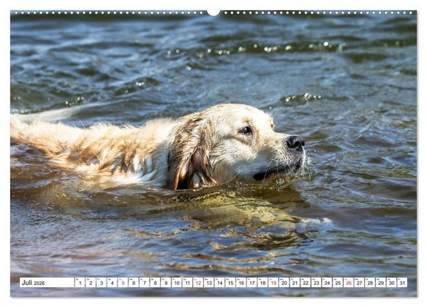 Produktbild: Golden Retriever ein treuer Begleiter (Wandkalender 2026 DIN A2 quer), CALVENDO Monatskalender