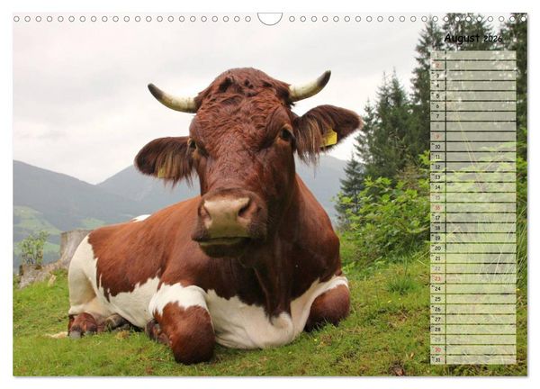 Produktbild: Gl&uuml;ckliche K&uuml;he (Wandkalender 2026 DIN A3 quer), CALVENDO Monatskalender