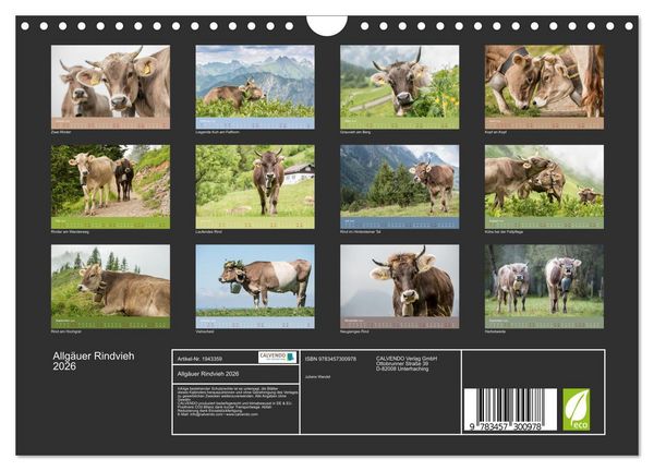 Produktbild: Allg&auml;uer Rindvieh 2026 (Wandkalender 2026 DIN A4 quer), CALVENDO Monatskalender