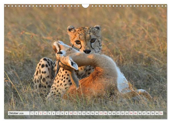 Produktbild: Faszinaton Afrika: Geparde (Wandkalender 2026 DIN A3 quer), CALVENDO Monatskalender
