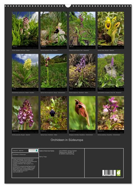 Produktbild: Orchideen in S&uuml;deuropa (Wandkalender 2026 DIN A2 hoch), CALVENDO Monatskalender