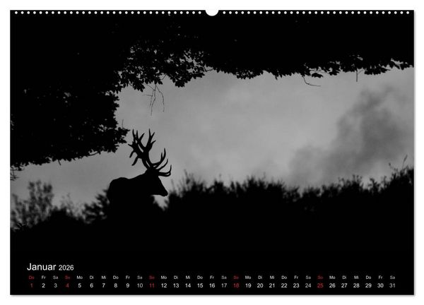 Produktbild: Der Rothirsch, K&ouml;nig der W&auml;lder (Wandkalender 2026 DIN A2 quer), CALVENDO Monatskalender