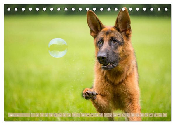 Produktbild: Sch&auml;ferhunde - Freunde auf 4 Pfoten (Tischkalender 2026 DIN A5 quer), CALVENDO Monatskalender