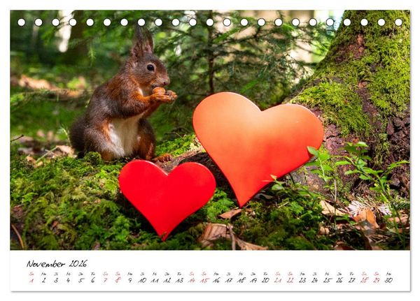 Produktbild: Die Schwarzwald-Eichh&ouml;rnchen (Tischkalender 2026 DIN A5 quer), CALVENDO Monatskalender