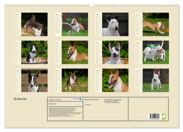 Produktbild: Bullterrier (Wandkalender 2026 DIN A2 quer), CALVENDO Monatskalender