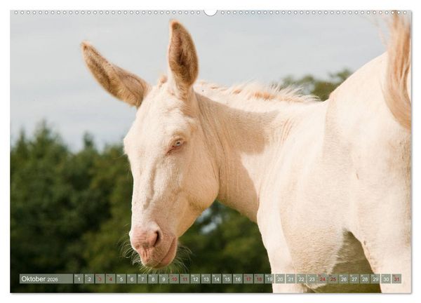 Produktbild: Wei&szlig;e Esel - M&auml;rchenhafte Langohren (hochwertiger Premium Wandkalender 2026 DIN A2 quer), Kunstdruck in Hochglanz
