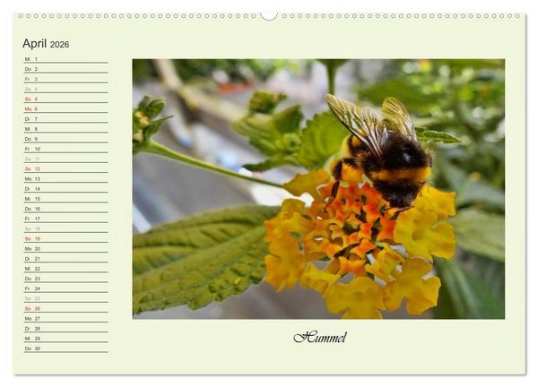 Produktbild: Blaue Holzbiene &ndash; Hummel &ndash; und Taubenschw&auml;nzchen. (hochwertiger Premium Wandkalender 2026 DIN A2 quer), Kunstdruck in Hochglanz
