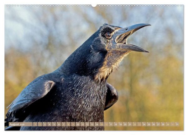 Produktbild: Rabenv&ouml;gel: Schwarz, schlau, sch&ouml;n (hochwertiger Premium Wandkalender 2026 DIN A2 quer), Kunstdruck in Hochglanz