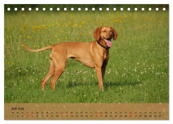 Produktbild: Magyar Vizsla - Ungarischer Vorstehhund (Tischkalender 2026 DIN A5 quer), CALVENDO Monatskalender